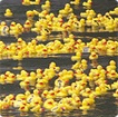 ducks